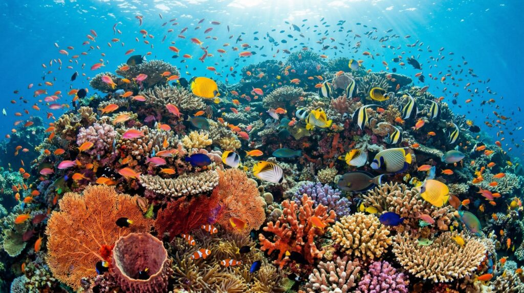 Importance of Biodiversity